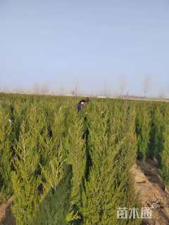 高度400厘米塔柏