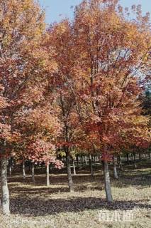 20公分美国红枫