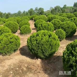 冠幅60厘米龙柏球