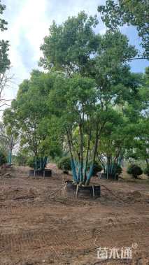 60公分(6杆)丛生乌桕