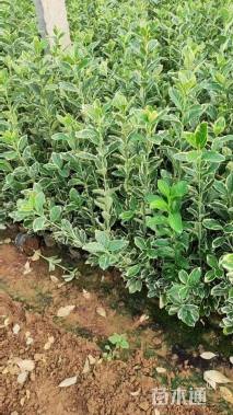 高度35厘米金边黄杨