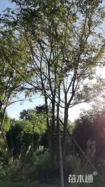 10公分(5杆)丛生朴树