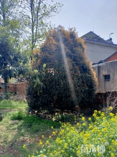 高度700厘米九里香球