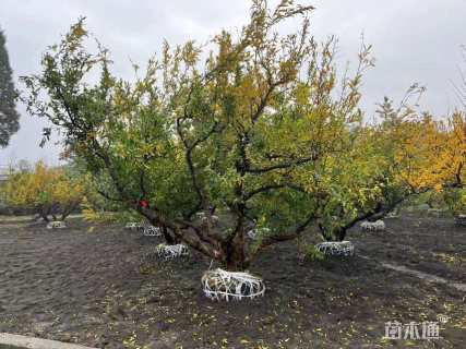 高度3500厘米石榴