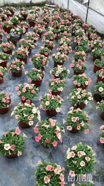 高度10厘米牵牛