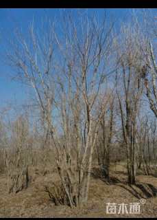 高度500厘米丛生三角枫