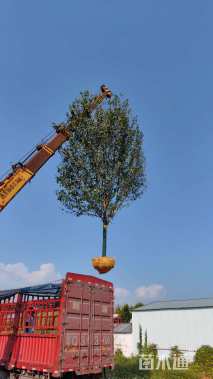 25公分美国红枫-红冠