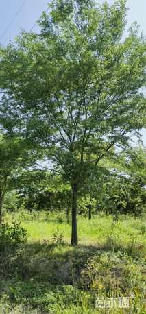 18公分榉树