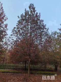 40公分(3杆)丛生娜塔栎