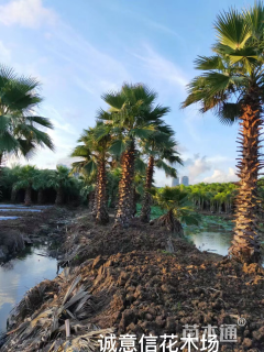 裸干高600厘米华盛顿棕榈