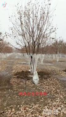 高度800厘米丛生元宝枫