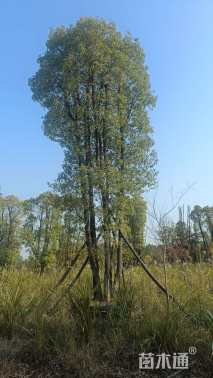 70公分多杆香樟