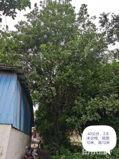 50公分朴树