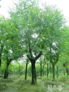 28公分朴树