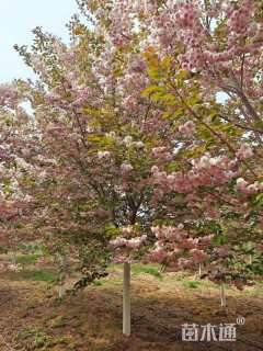 22公分普贤象樱花