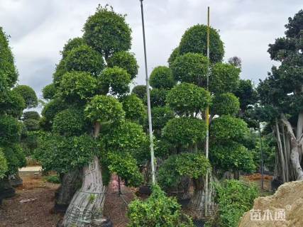 60公分造型小叶榕