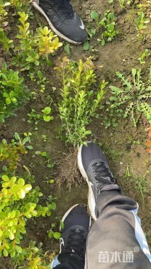 高度50厘米瓜子黄杨小苗