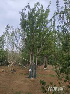 14公分(5杆)丛生朴树