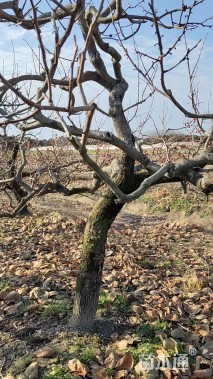 15公分龙爪柿子树