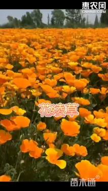 花菱草混色  粉色  黄色花菱草种子