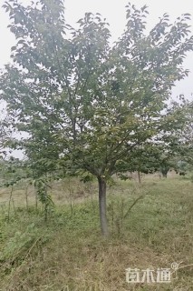 22公分染井吉野樱