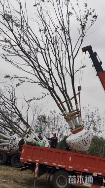 60公分(5杆)丛生朴树