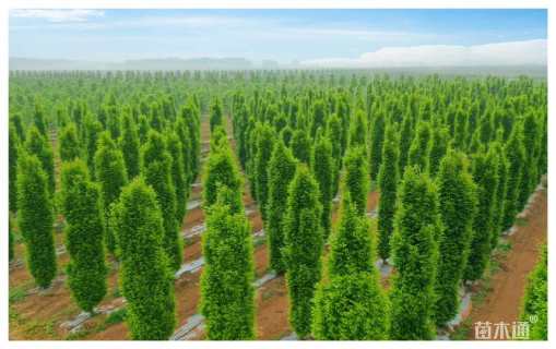 8公分欧洲鹅耳枥