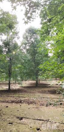 20公分美国红枫-秋火焰