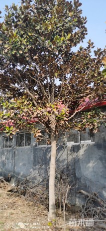 27公分耐寒广玉兰