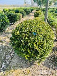 高度180厘米瓜子黄杨