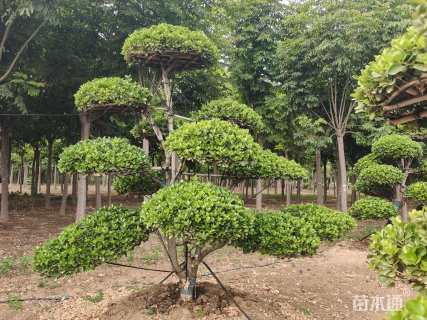 高度300厘米大叶黄杨