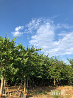 10公分红花羊蹄甲