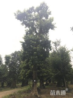 50公分红果冬青