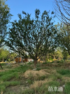 25公分造型朴树