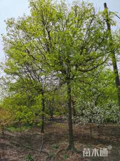 15公分红皮皂角