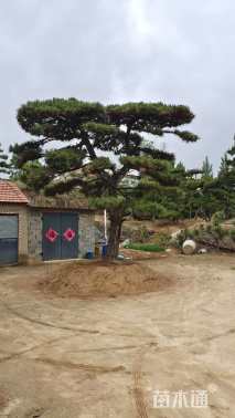 26公分造型油松