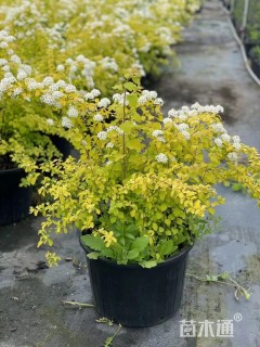 高度30厘米绣线菊