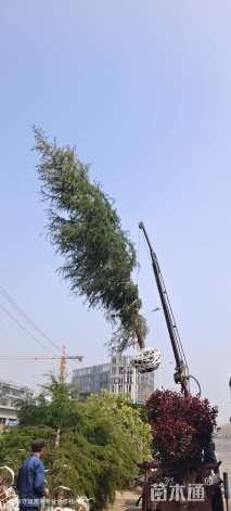 高度700厘米雪松