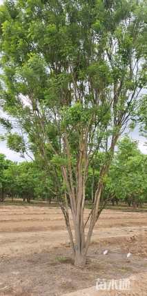 高度600厘米丛生国槐