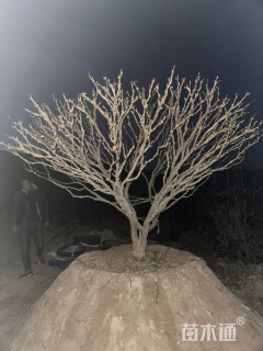 高度200厘米紫斑牡丹