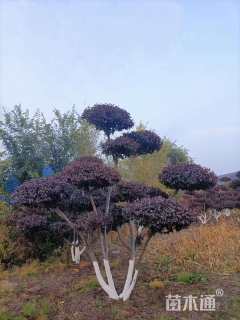 15公分造型红叶李