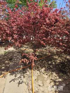 高度300厘米三季红红枫