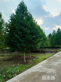 15公分乐昌含笑