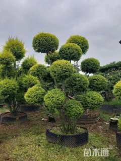 6公分造型亮晶女贞