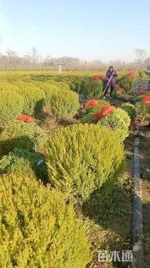 冠幅80厘米桧柏球