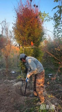 高度500厘米夹竹桃