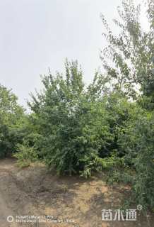 高度400厘米丛生暴马丁香