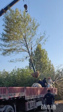 20公分美国红枫