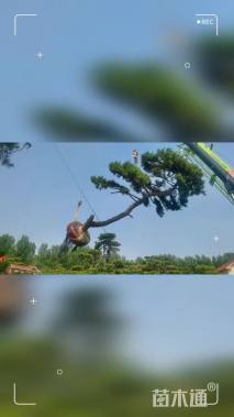 高度3000厘米油松