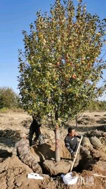 14.2公分八棱海棠